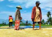 Hari Tani Nasional 2026 di Tengah El-Nino, Titip Harapan kepada Sang Khalik