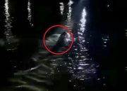 Dikejar Warga, Pencuri di Palu Nekat Terjun ke Sungai yang Ada Buayanya